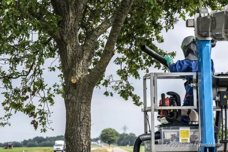 Bestrijding van de eikenprocessierupsen