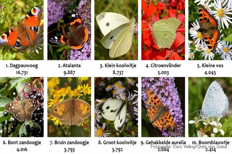Tuinvlindertelling: 73.000 vlinders geteld in drie dagen