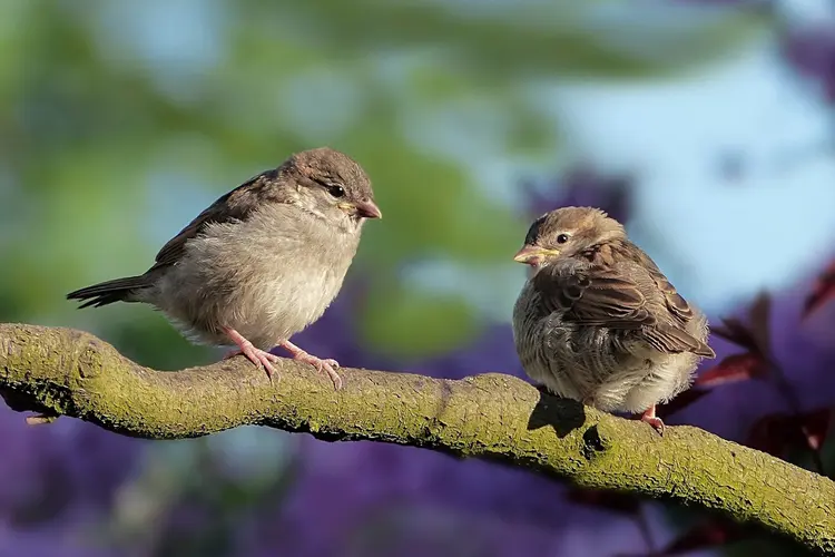 Meer ruimte voor vogels en vissen op de Mokkebank